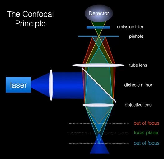 Principle of confocal microscopy